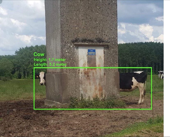CSS on Cow