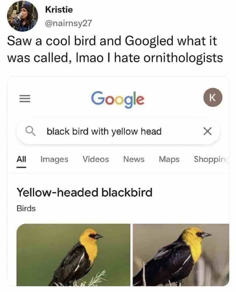 Saw a cool bird and googled what it was called