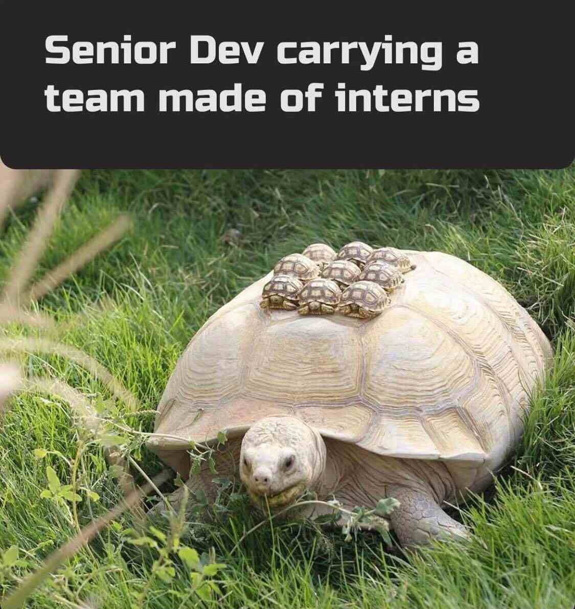 Senior Dev carrying a team made of interns