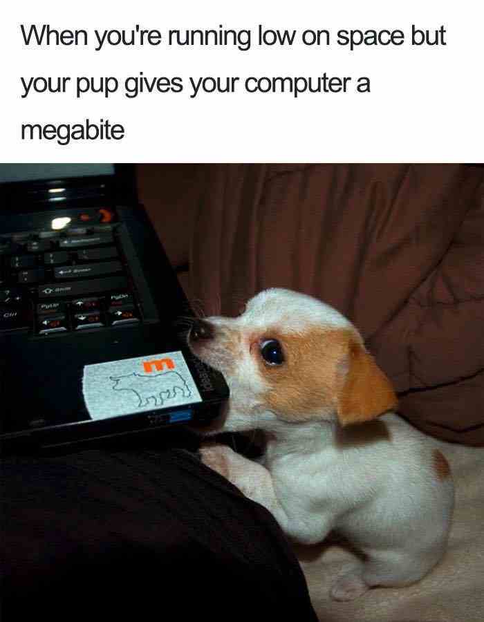 Your pup gives your computer a megabite